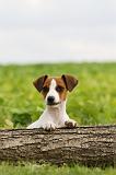 JACK RUSSEL 197